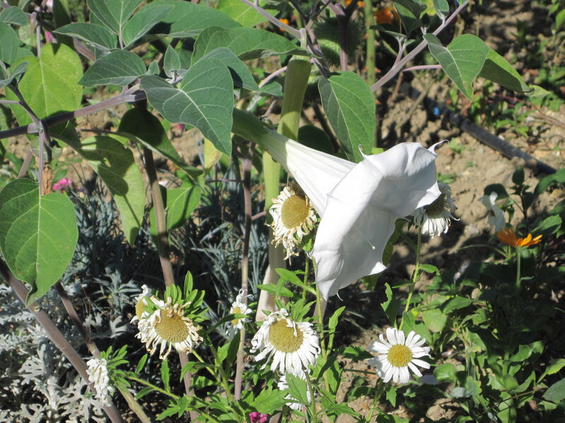 White Angel's Trumpet Flower