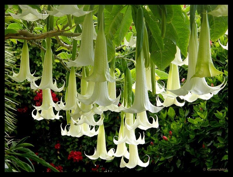 White Angel's Trumpet Flowers — Serene