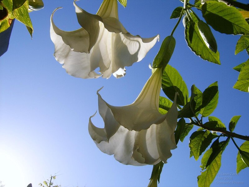 White angel's trumpet flowers