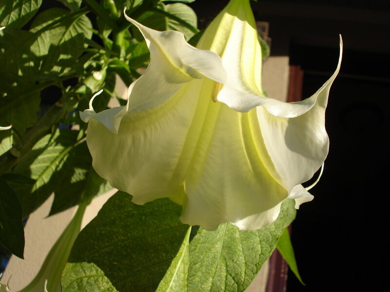 white angel trumpet flower