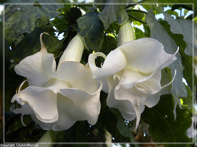 White Angel Trumpet Flowers — Serene