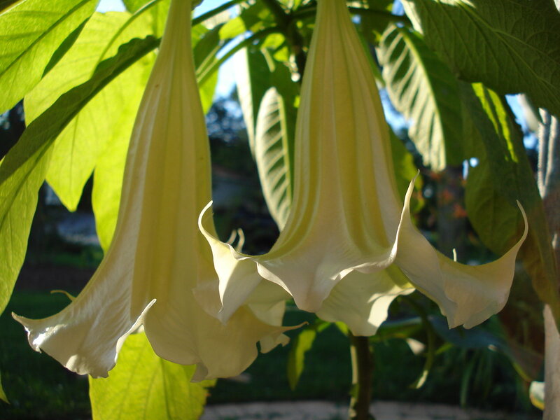White angel trumpet flowers