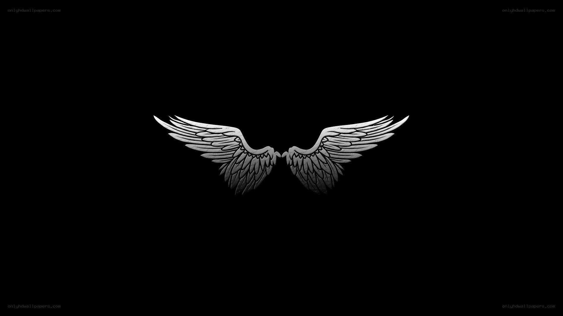 white angel wings on black