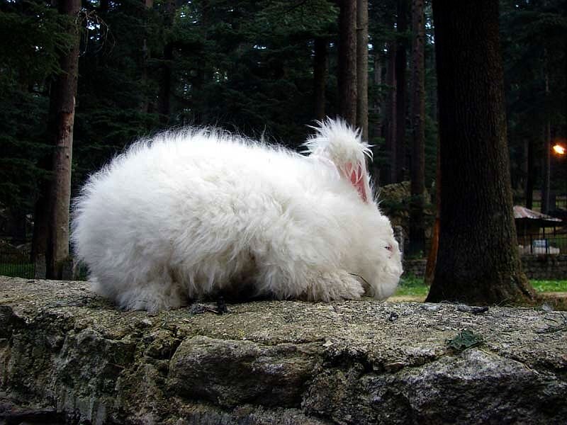 White Angora Rabbit — Calm