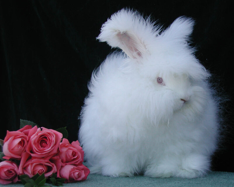 White Angora Rabbit — Serene