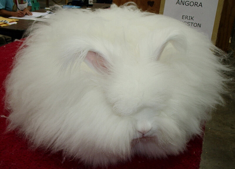 White Angora Rabbit