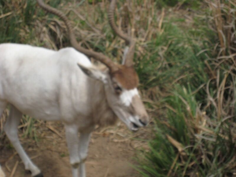 White Antelope with Horns