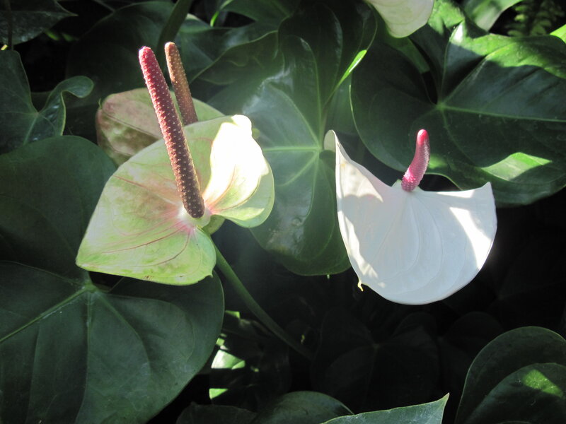 White Anthurium Flowers