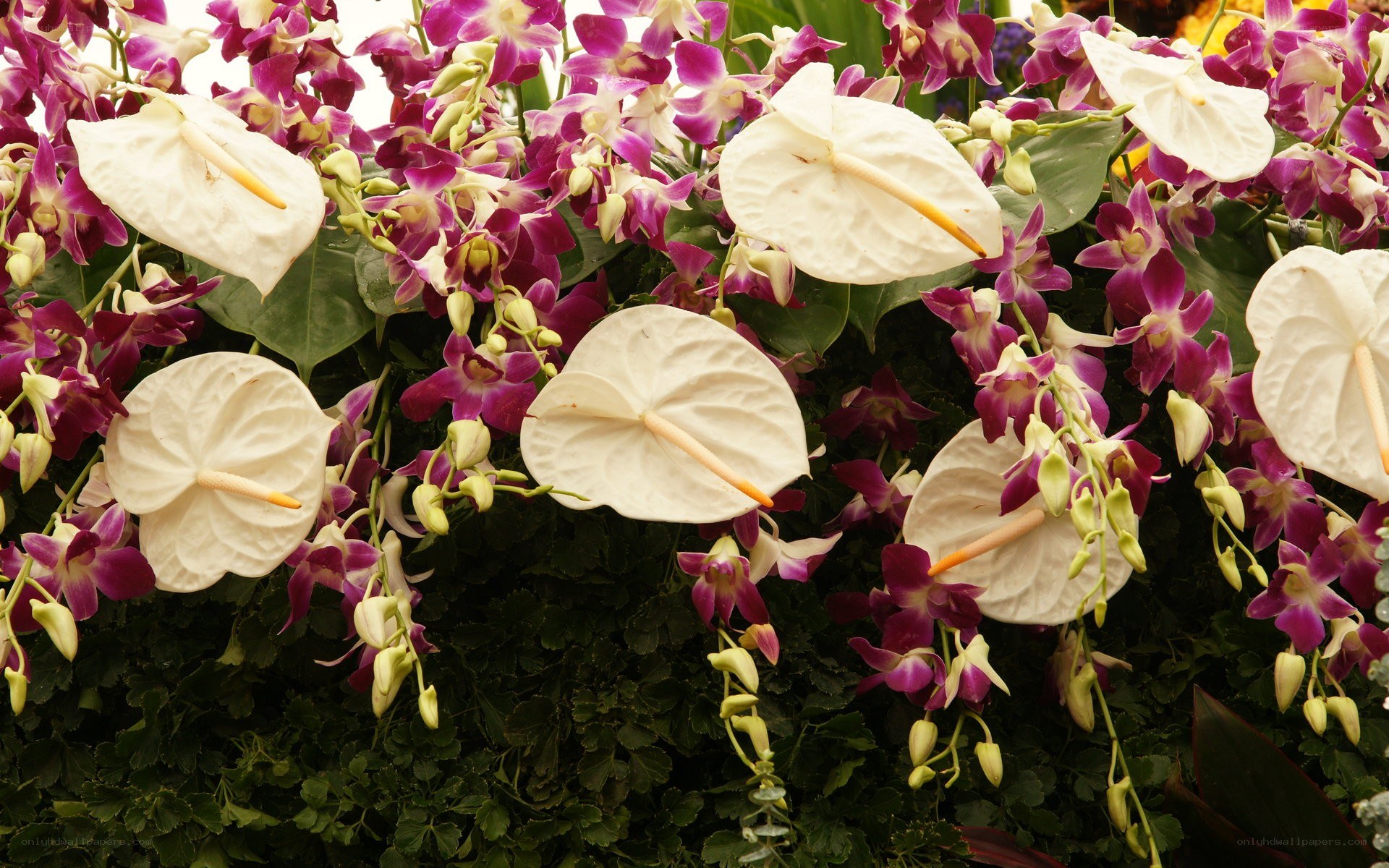 White anthuriums with purple orchids
