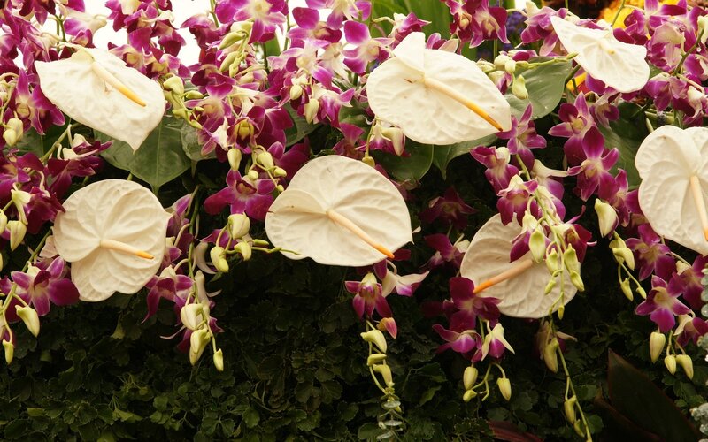 White anthuriums with purple orchids