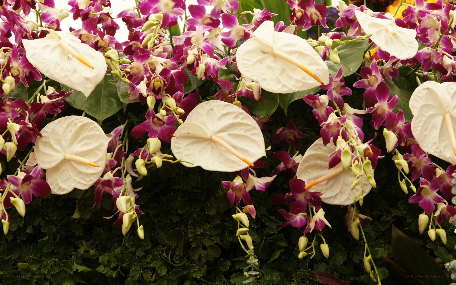 White anthuriums with purple orchids