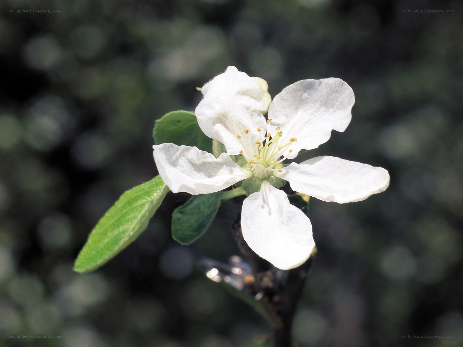 white apple blossom flower