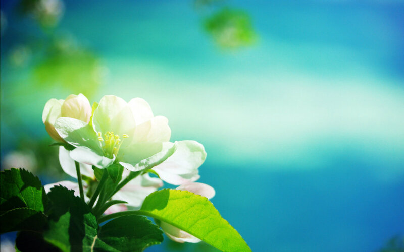 White Apple Blossom — Green
