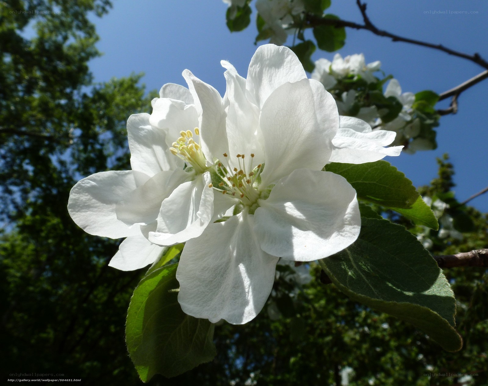 White apple blossom in spring