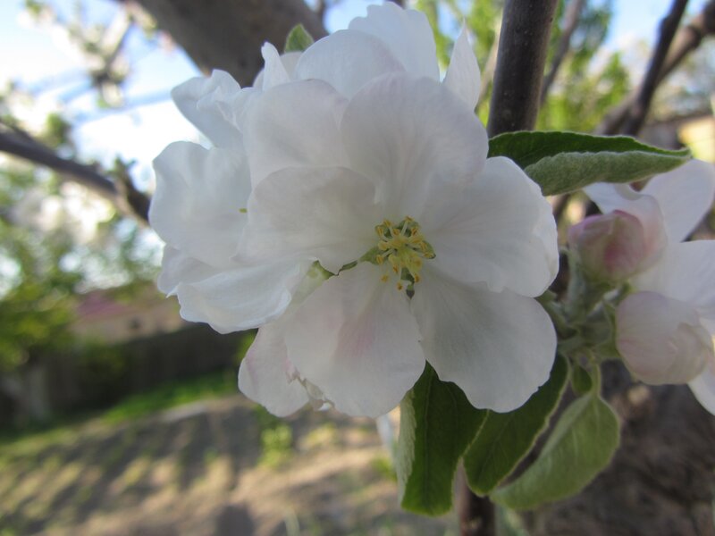 white apple blossom in spring