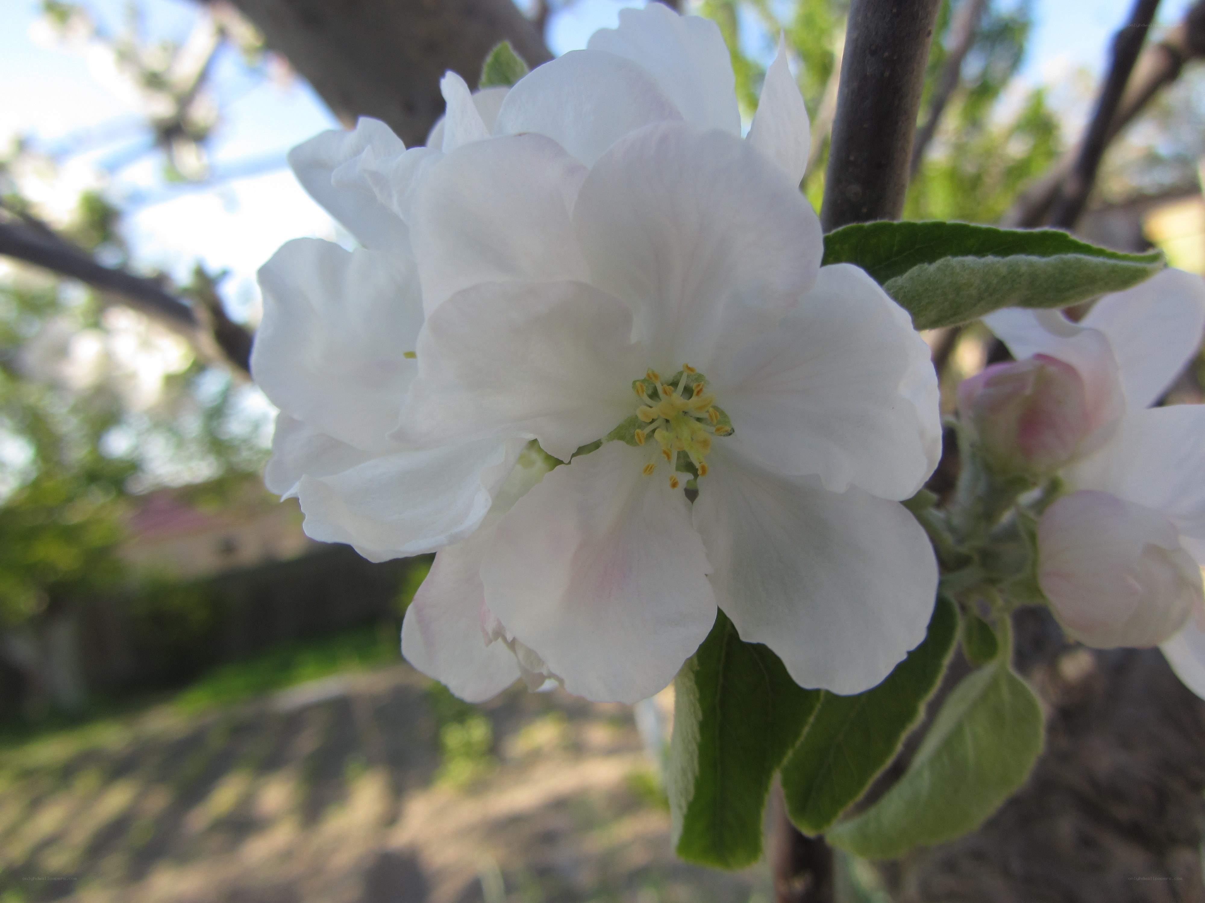 white apple blossom in spring