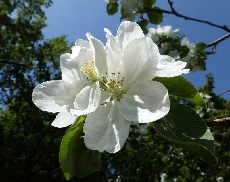 White apple blossom in spring
