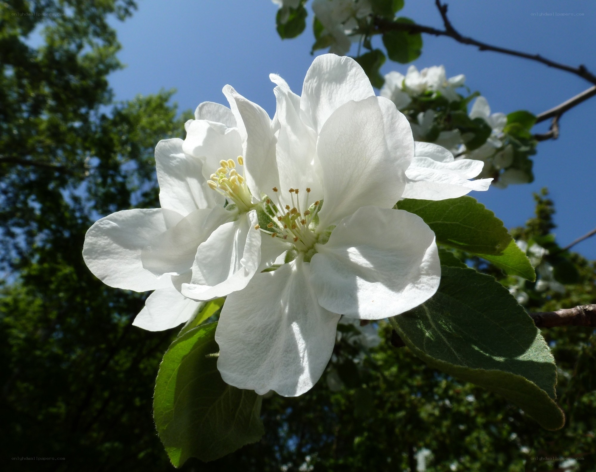 White apple blossom in spring