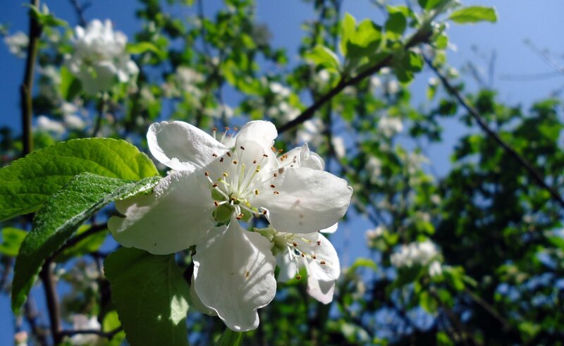 White Apple Blossom — Serene, Spring, Photograph