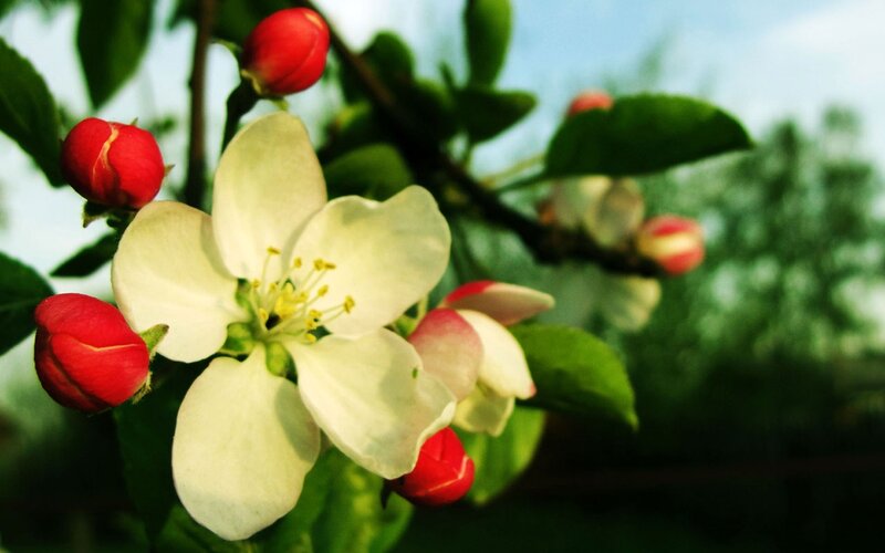 White Apple Blossom — Serene