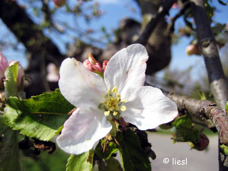 White Apple Blossom