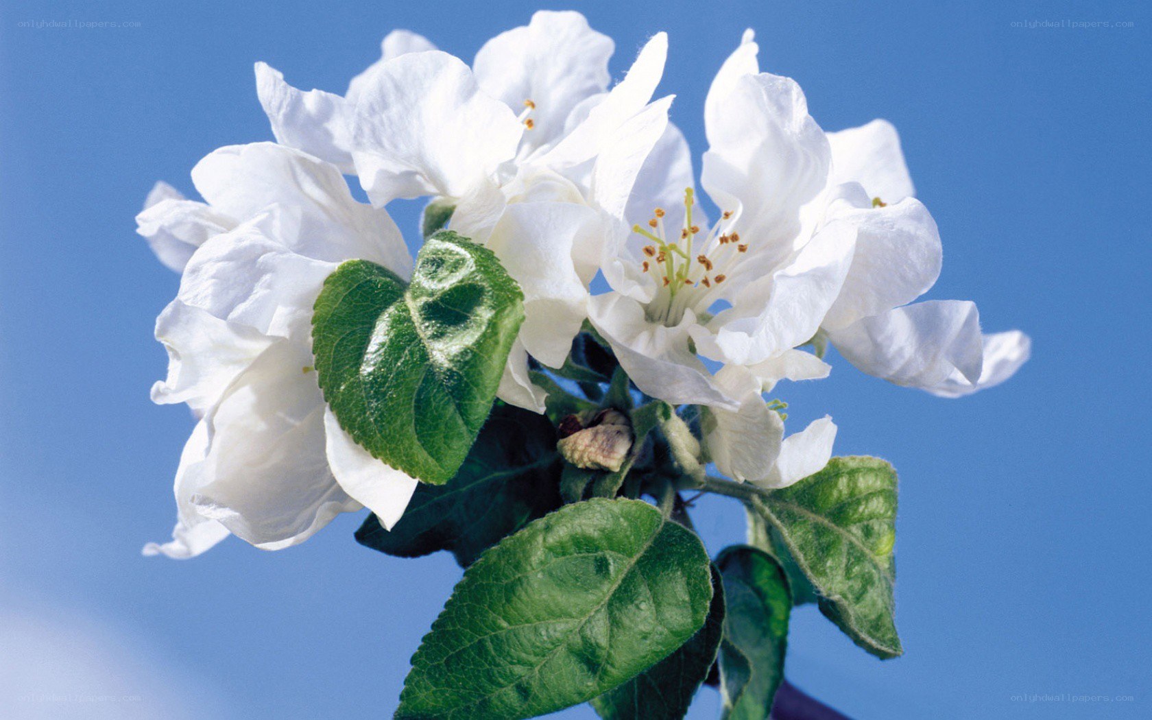 white apple blossoms against blue sky