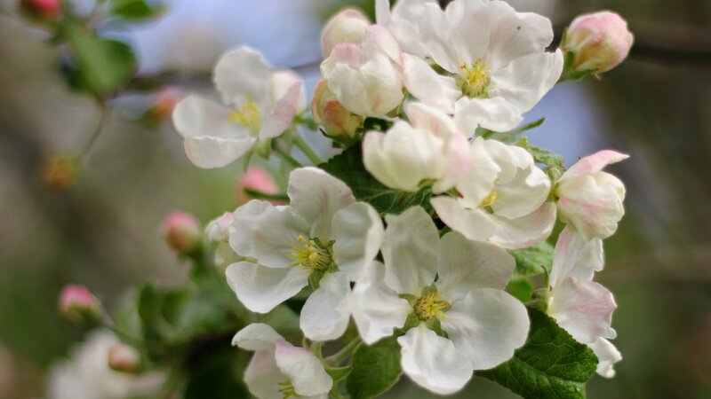 White Apple Blossoms — Calm, Spring, Photograph, Buds