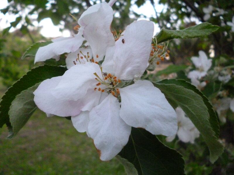 White Apple Blossoms — Calm, Spring, Photograph, Leaves