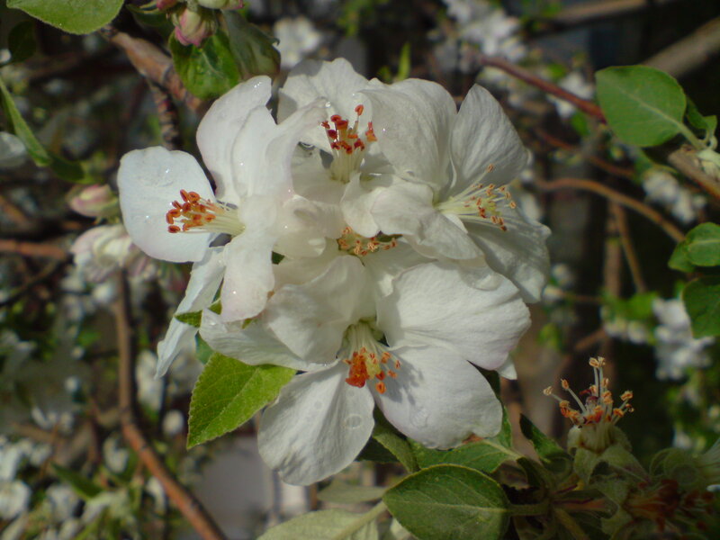 White Apple Blossoms — Calm, Spring, Photograph