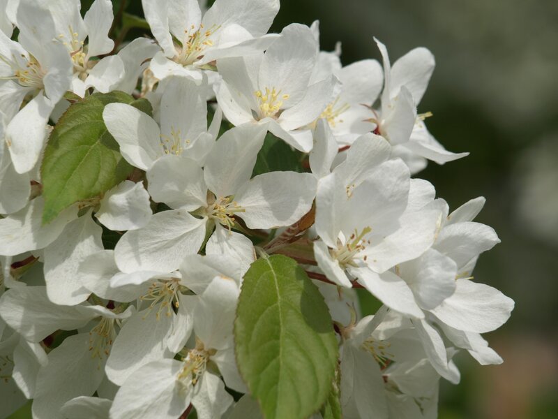 White Apple Blossoms — Calm, Spring