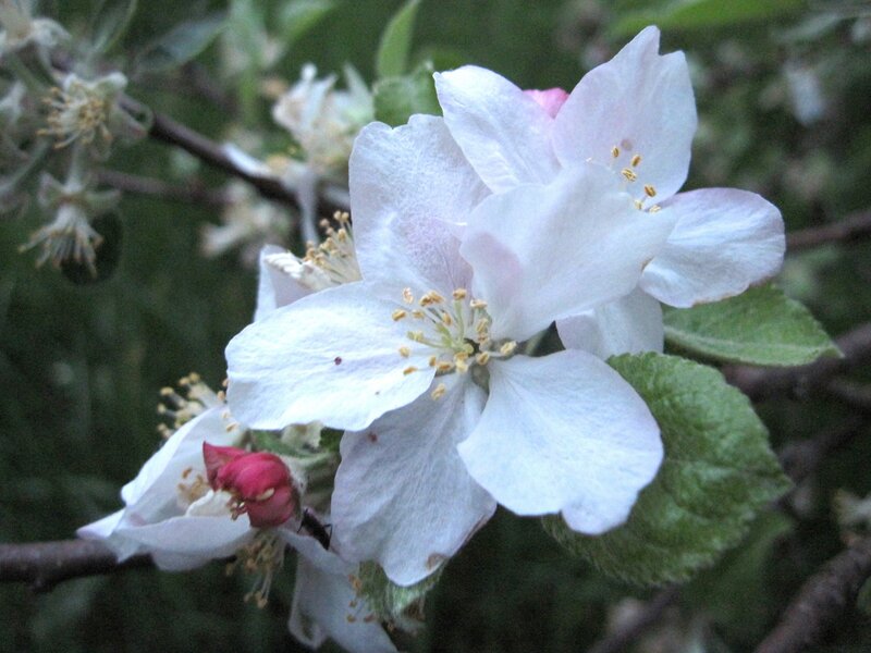 White Apple Blossoms — Calm