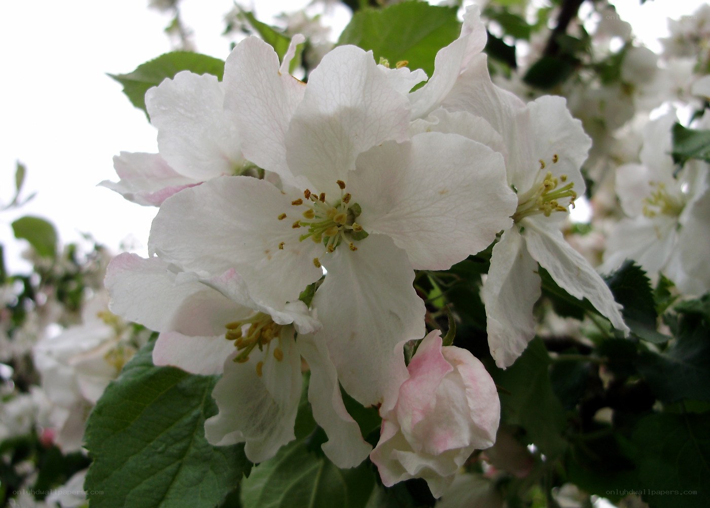 white apple blossoms in bloom