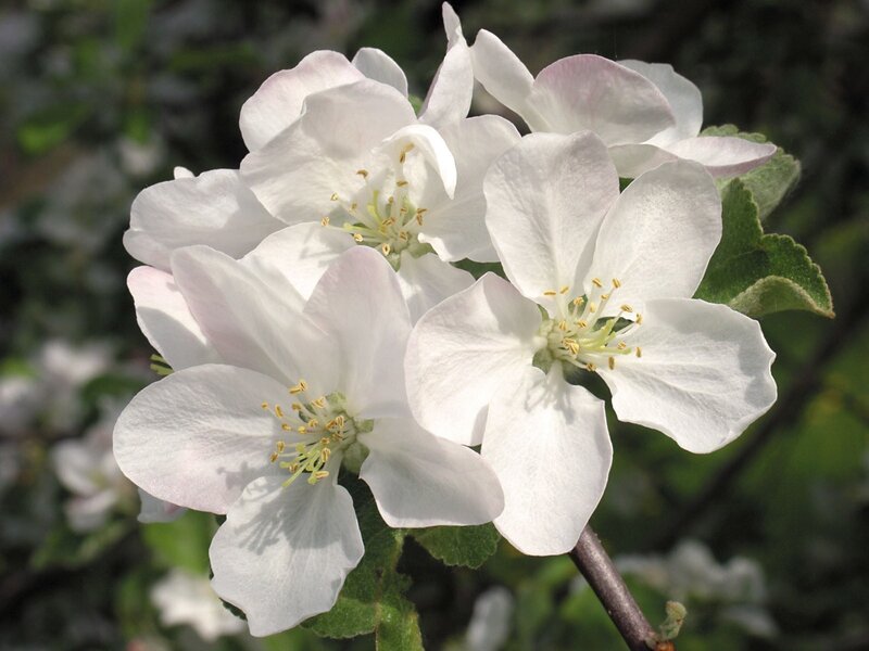 white apple blossoms in bloom
