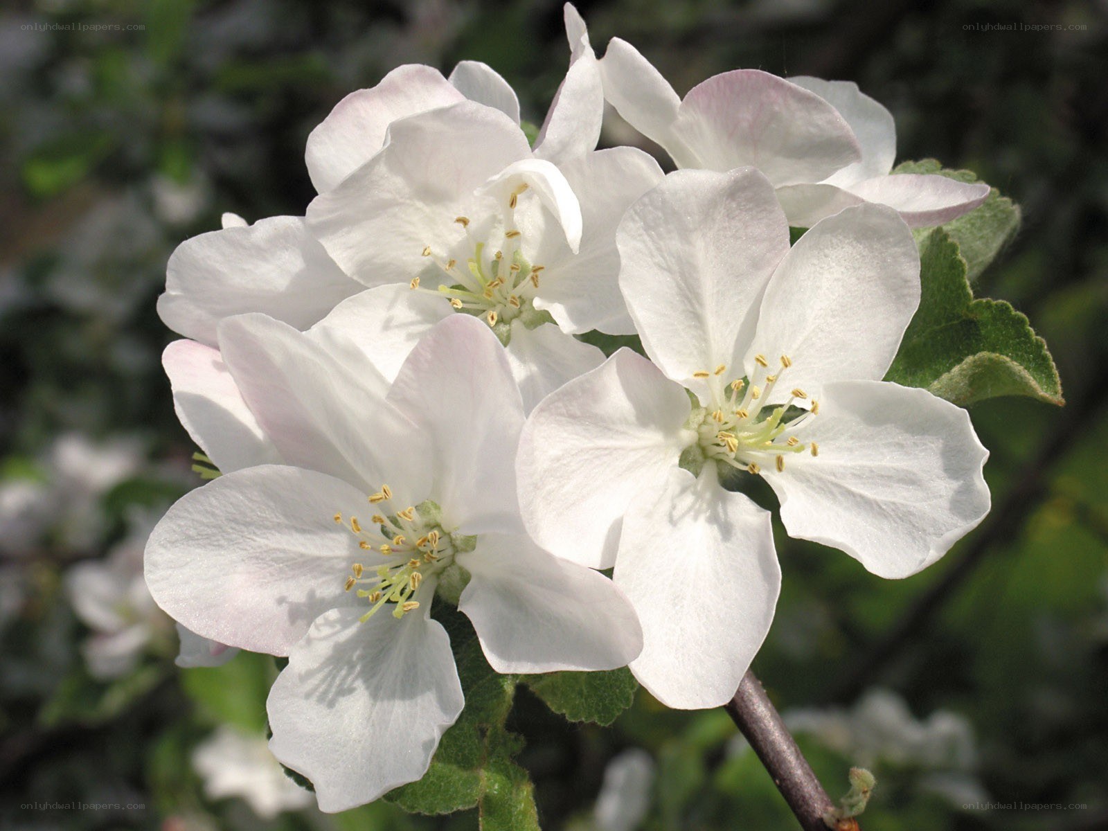 white apple blossoms in bloom