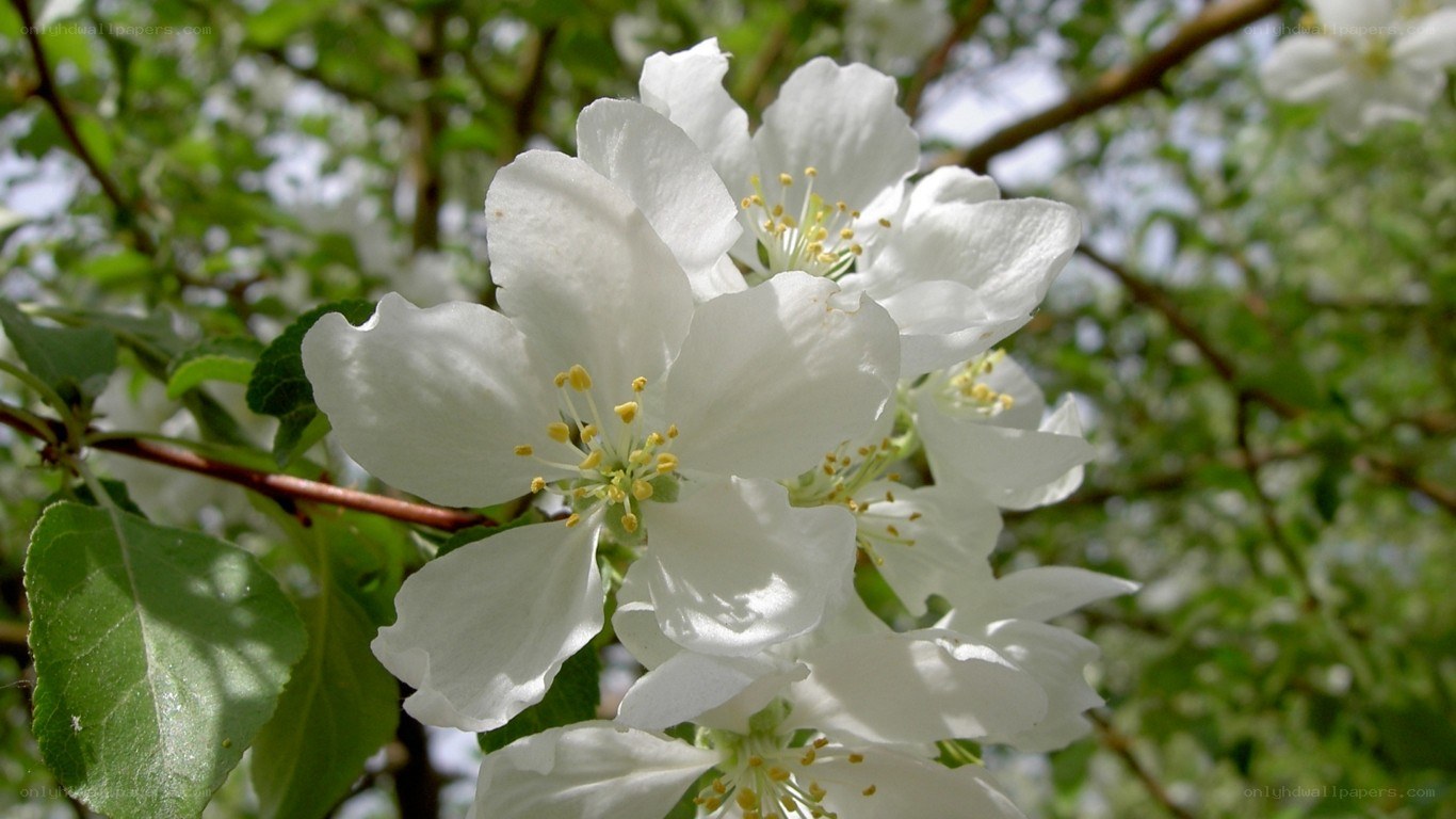 White apple blossoms in spring