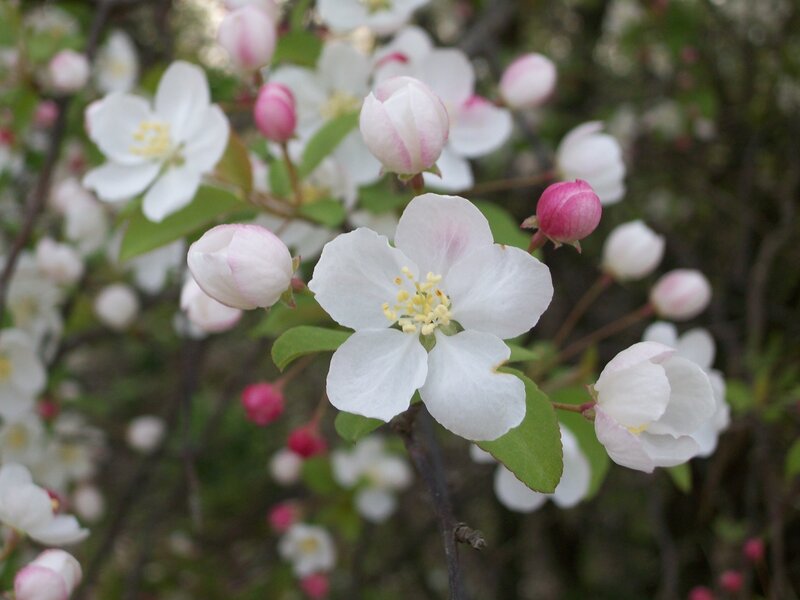 white apple blossoms in spring