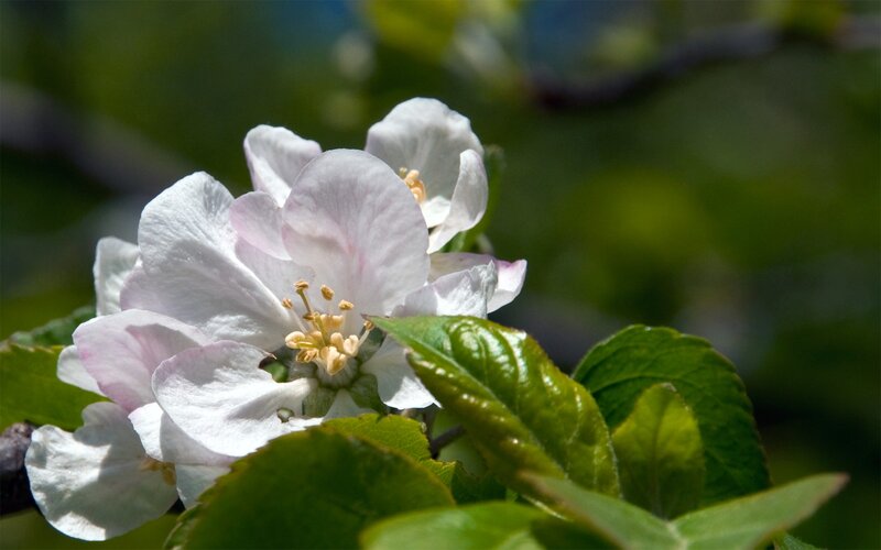 white apple blossoms in spring