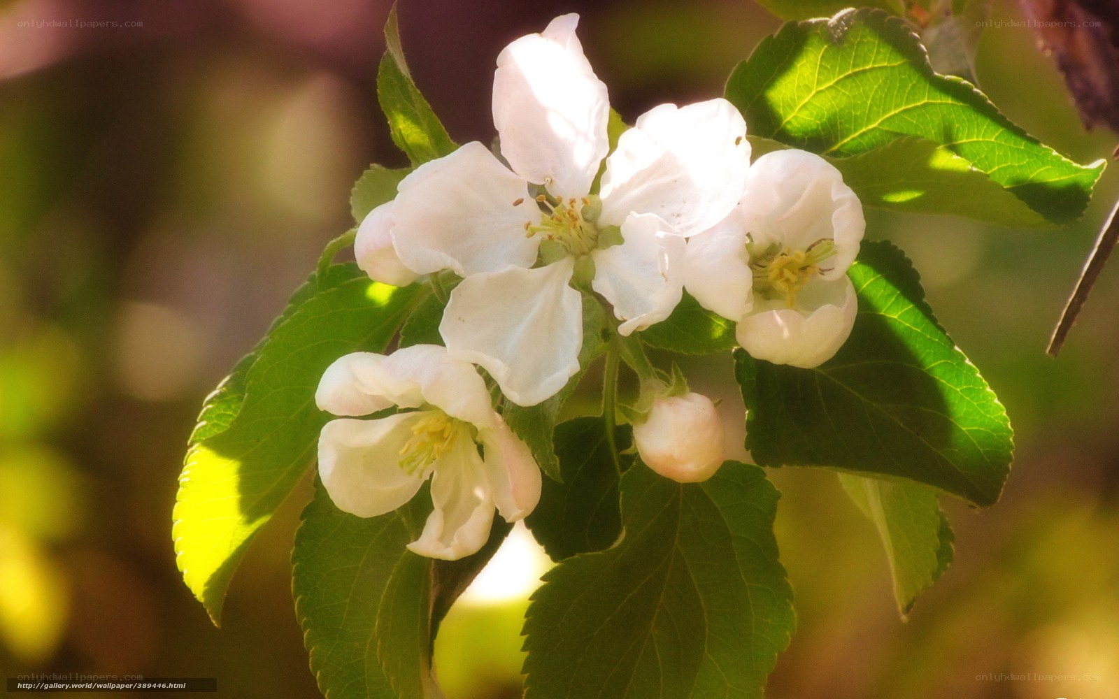 White apple blossoms in sunlight