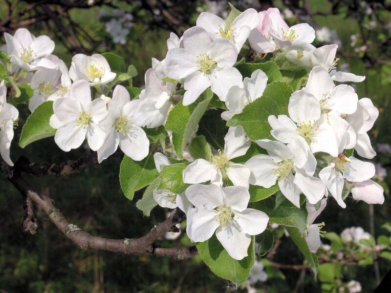 white apple blossoms on a branch