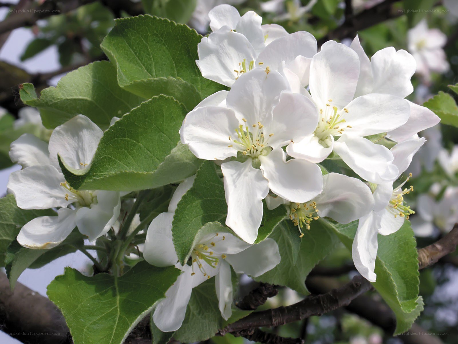 white apple blossoms on a branch