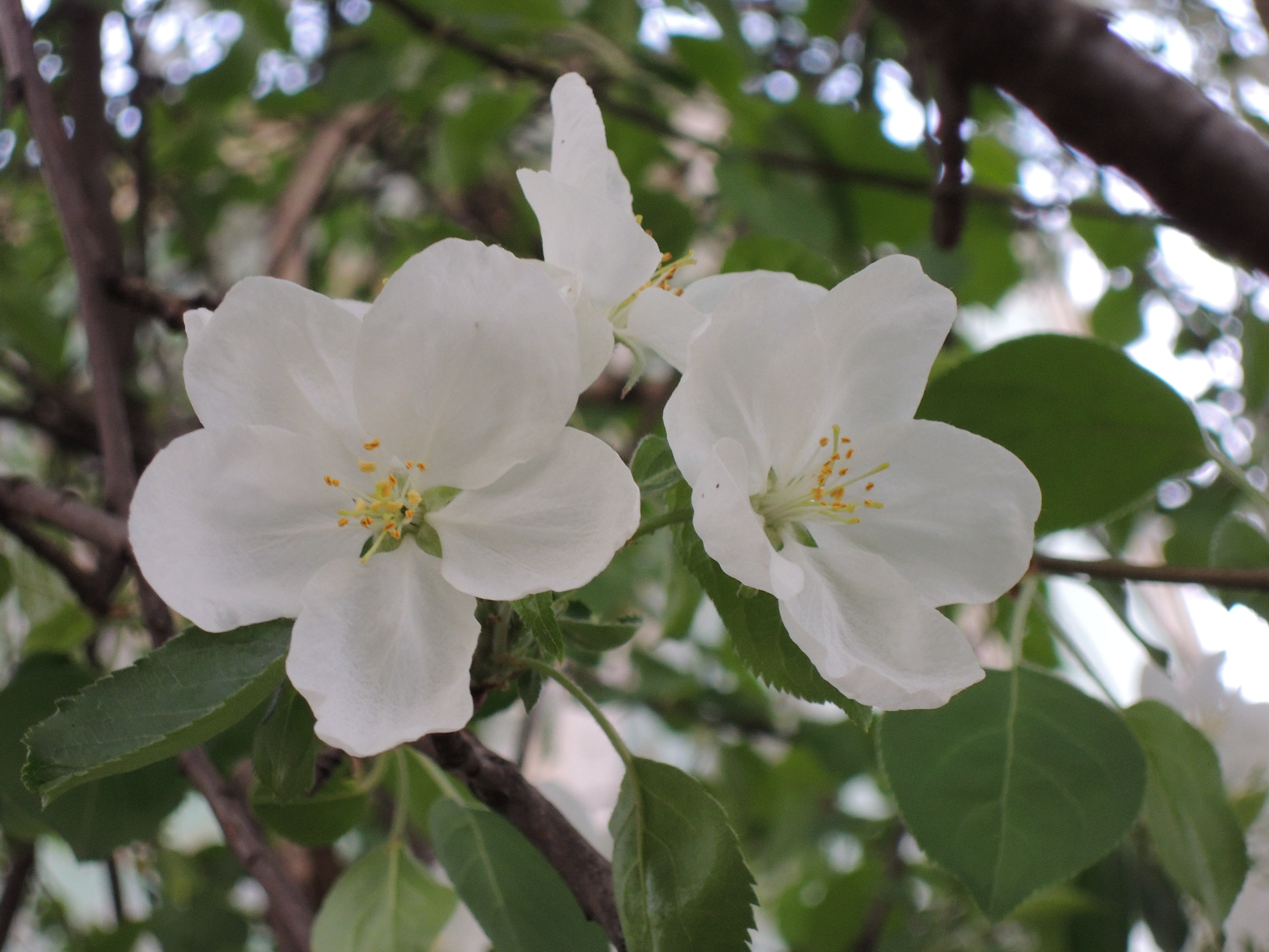 White apple blossoms on a tree