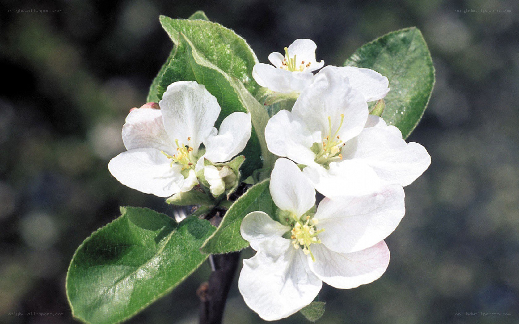 white apple blossoms on branch