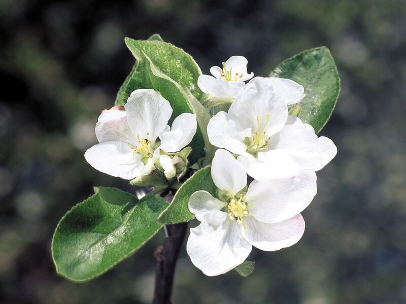 white apple blossoms on branch