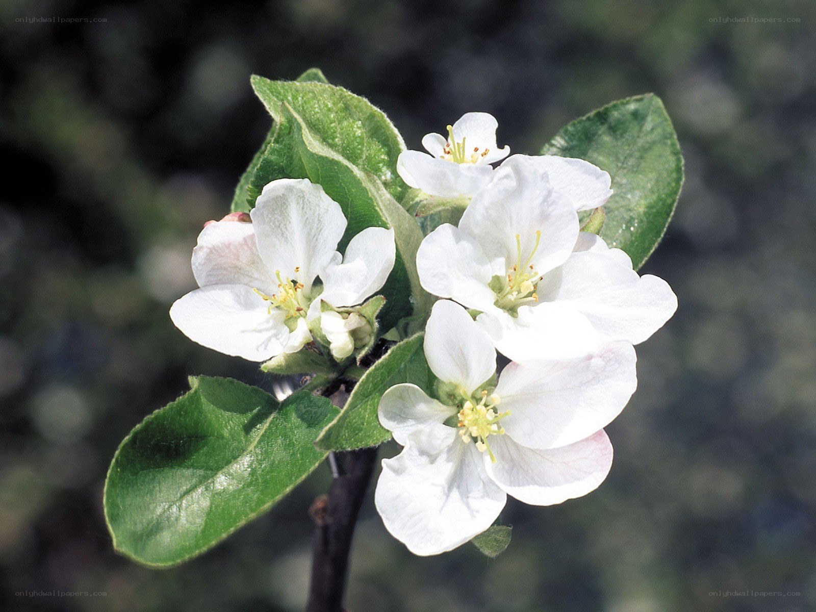 white apple blossoms on branch