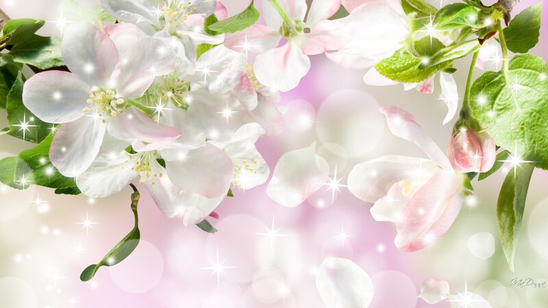 White Apple Blossoms — Pink