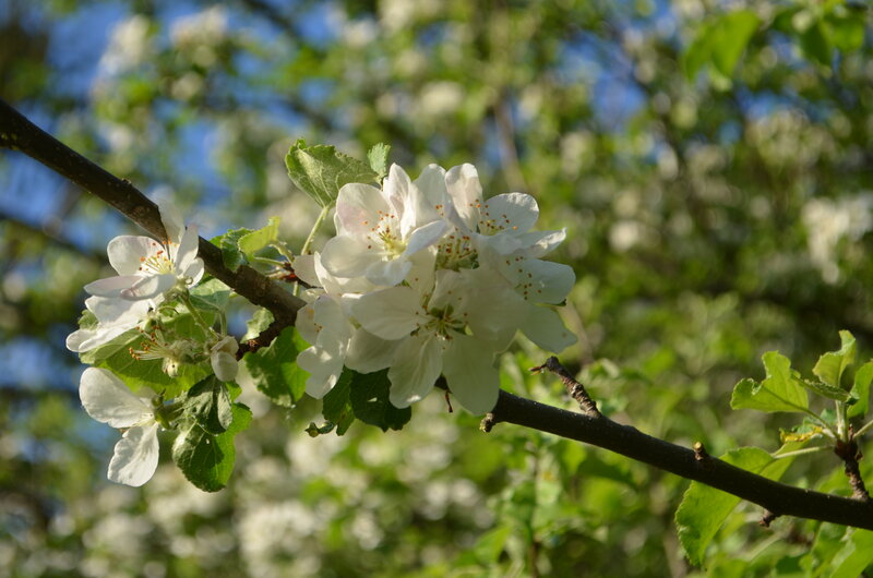 White Apple Blossoms — Serene, Spring, Photograph, Branch