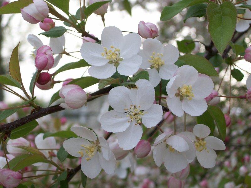 White Apple Blossoms — Serene, Spring, Photograph, Buds, Leaves, Branch