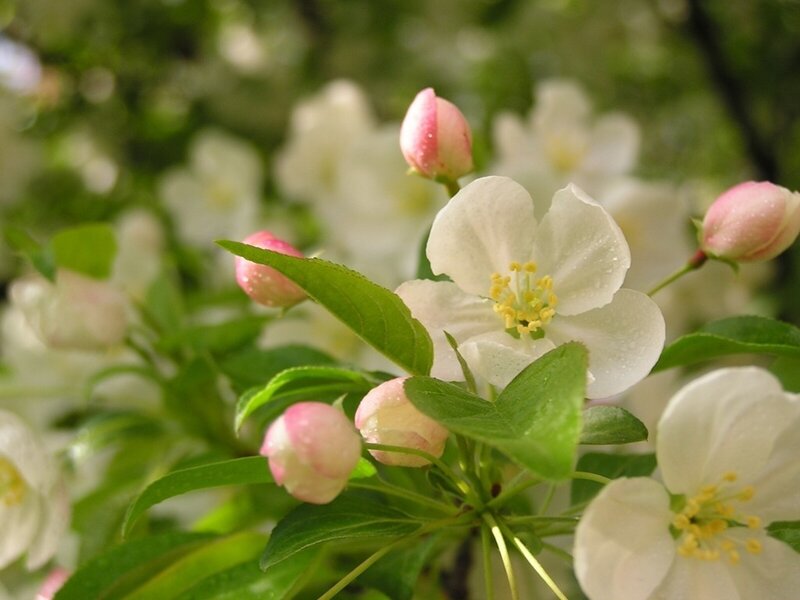 White Apple Blossoms — Serene, Spring, Photograph, Buds, Leaves, Pollen