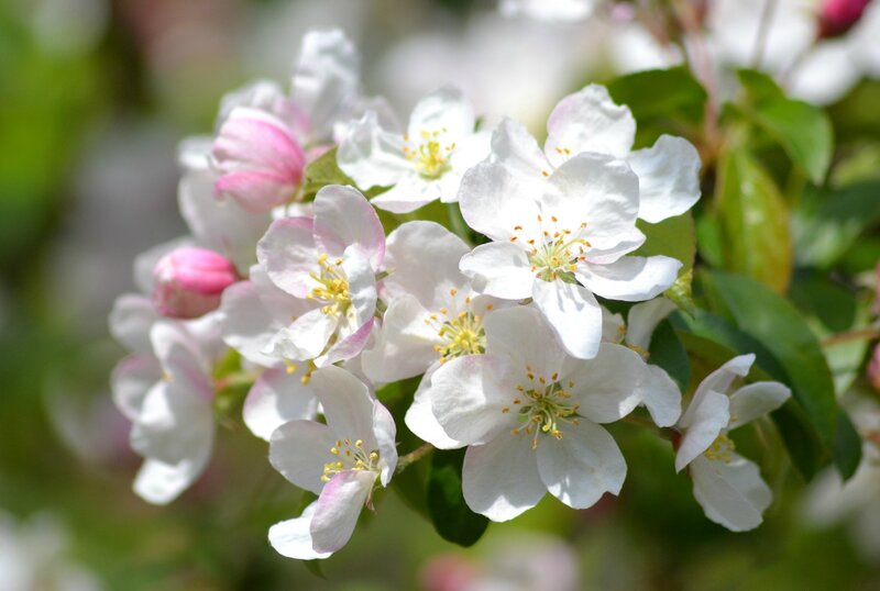 White Apple Blossoms — Serene, Spring, Photograph, Buds, Leaves