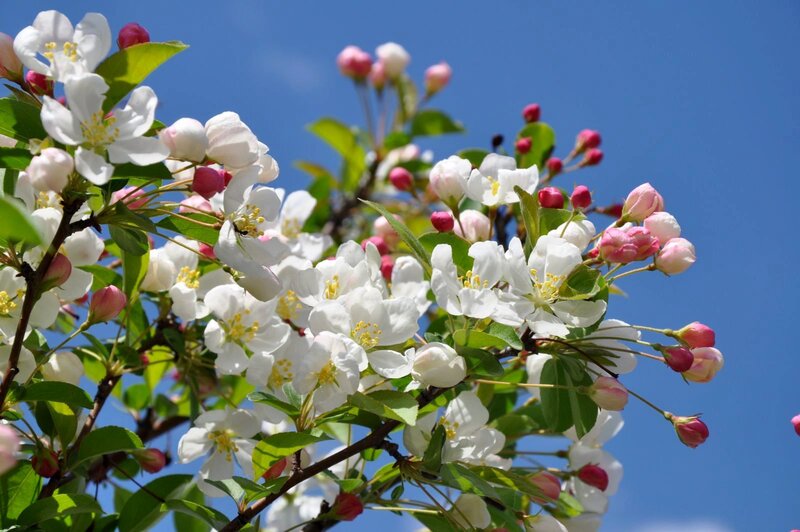 White Apple Blossoms — Serene, Spring, Photograph, Buds